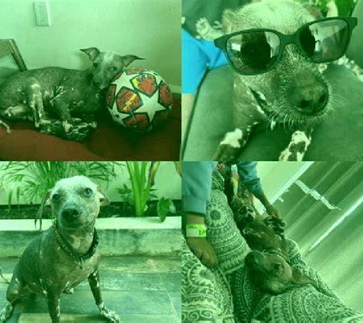 escort Choconta