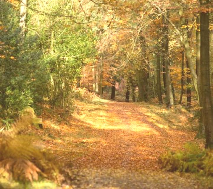 escort Country Walk