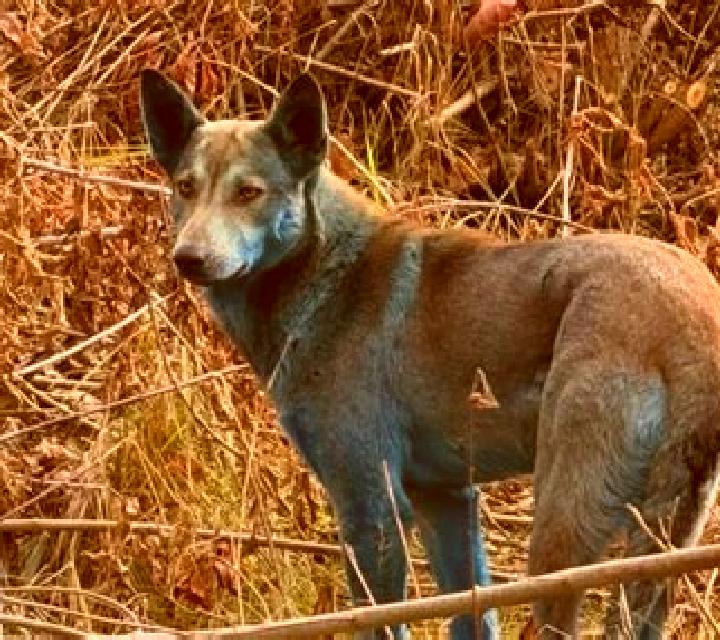 Escorts Okalongo, Namibia — Chicas y putas locales