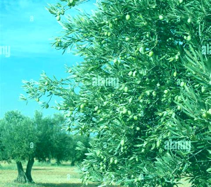 Isabella, 38, acompañante negra de ojos marrones y etnia mediterránea basada en Ituni. Ofrece Griego (anal), Masaje erótico, Fetiche, Tantra. Disponible en d...