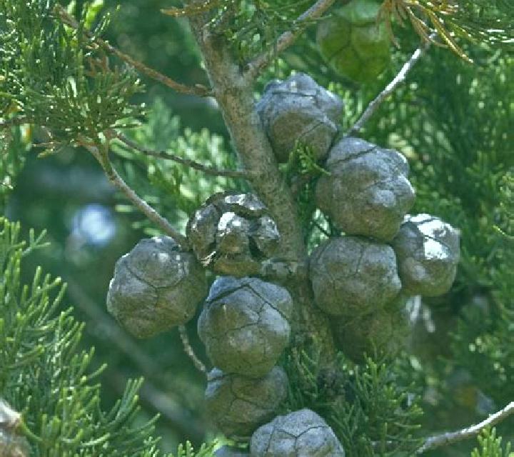 Noa, 34, acompañante negra de ojos oscuros y etnia mezcla basada en Joshua Tree. Ofrece Masaje erótico, Francés natural, Beso francés profundo, Acompañante d...